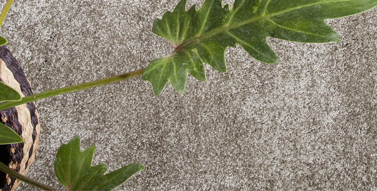 Grauer Teppich mit grüner Pflanze